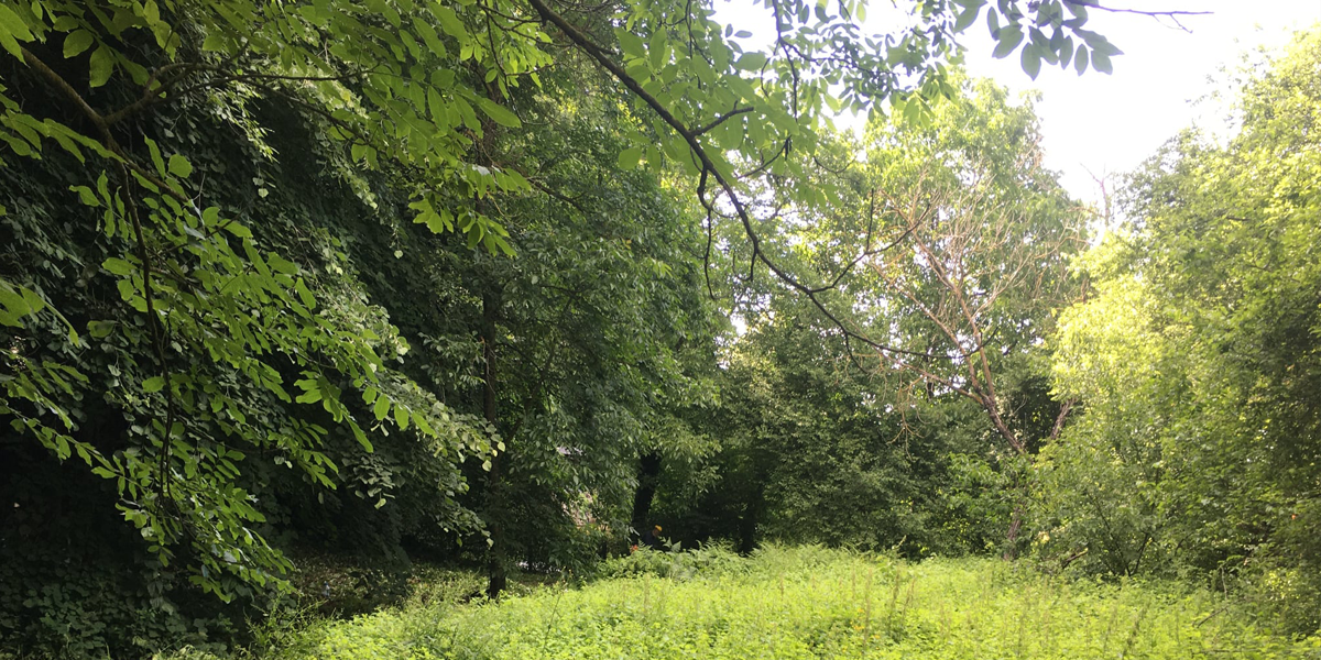 The Garden